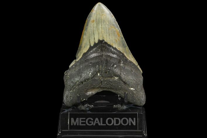Fossil Megalodon Tooth - North Carolina #124952